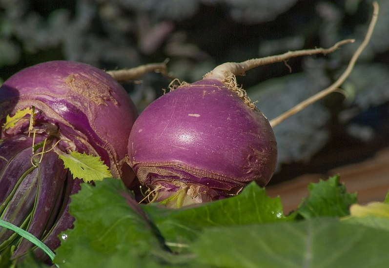 Radish for potential
