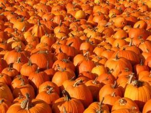 pumpkin